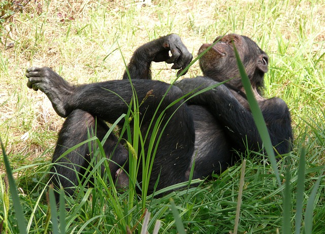uvolněný šimpanz