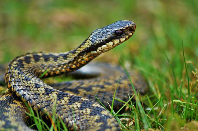had v trávě